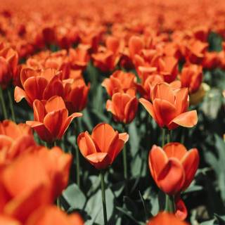 Tulip laptop wallpaper