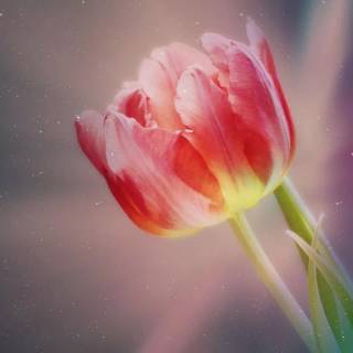 Tulip laptop wallpaper