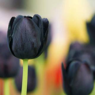 Tulip laptop wallpaper