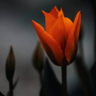 Tulip laptop wallpaper