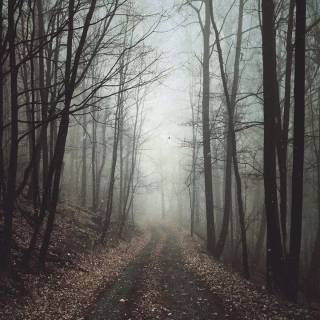 Dual monitor vertical wallpaper