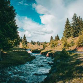 Forest village wallpaper