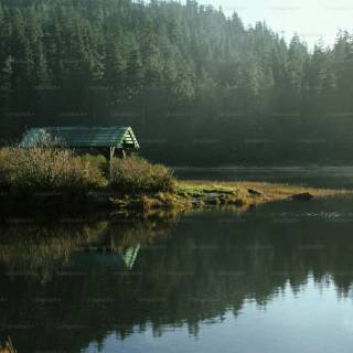 Forest village wallpaper