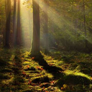 Forest village wallpaper