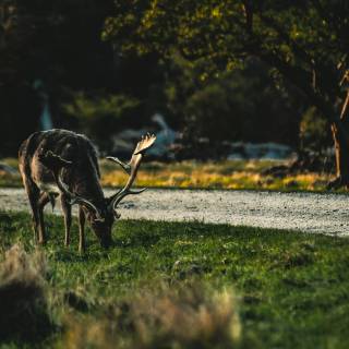 Klampenborg wallpaper