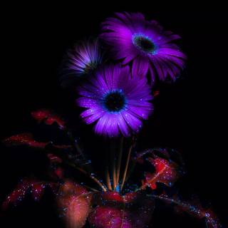 Purple flower 4k wallpaper