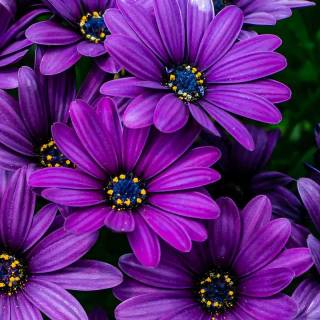Purple flowers phone wallpaper