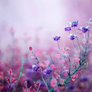 Purple flower 4k wallpaper