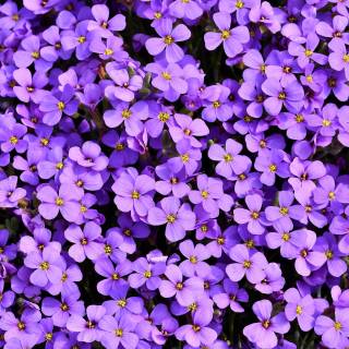 Purple flower 4k wallpaper