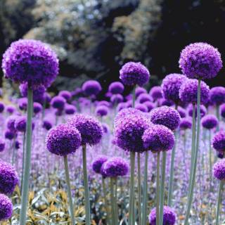 Purple flower 4k wallpaper