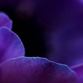 Purple flower desktop wallpaper