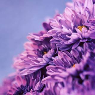 Purple flower 4k wallpaper