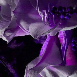 Purple flower 4k wallpaper