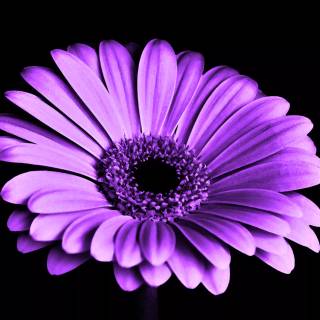 Purple flower 4k wallpaper