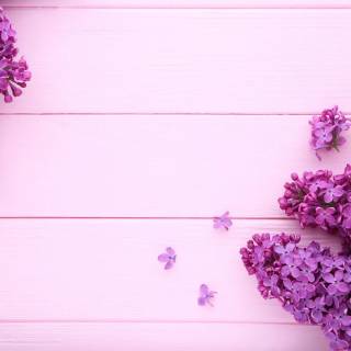 Purple flower 4k wallpaper