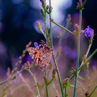 Purple flower 4k wallpaper