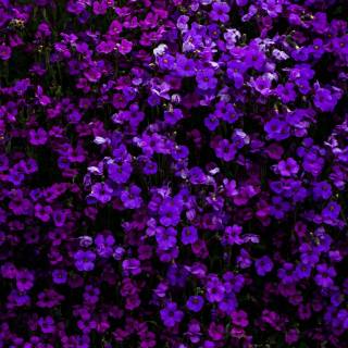 Purple flower 4k wallpaper