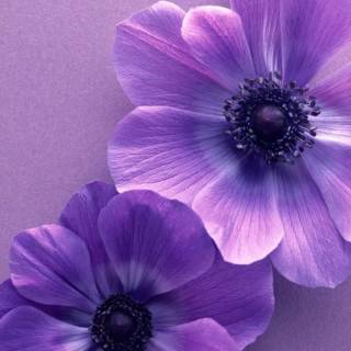 Purple flowers phone wallpaper