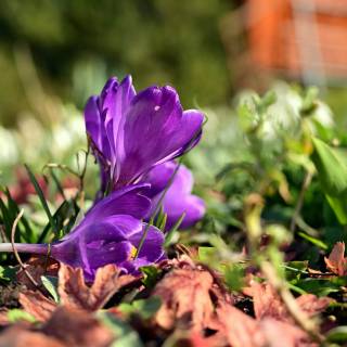 Purple flower 4k wallpaper