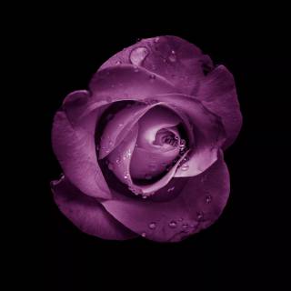 Purple flower 4k wallpaper