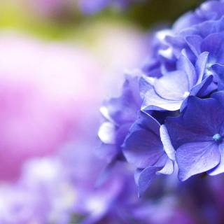 Purple flower 4k wallpaper