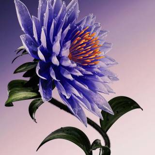 Purple flower 4k wallpaper