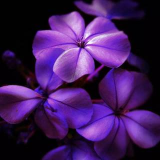 Black and purple aesthetic phone wallpaper