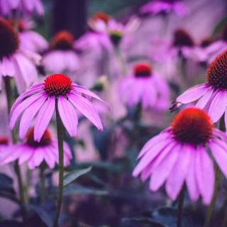 Purple flower 4k wallpaper