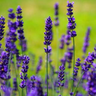 Purple flower 4k wallpaper