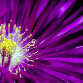 Purple flower 4k wallpaper