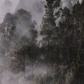 Fog iPhone wallpaper