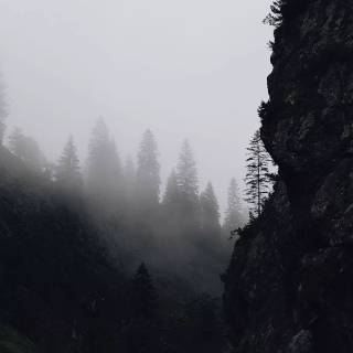 Fog iPhone wallpaper