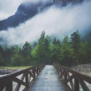 Fog iPhone wallpaper