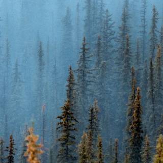 Fog iPhone wallpaper