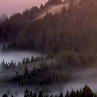 Fog iPhone wallpaper