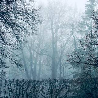 Fog iPhone wallpaper