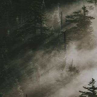 Fog iPhone wallpaper
