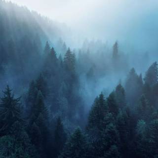 Fog iPhone wallpaper