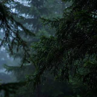 Fog iPhone wallpaper