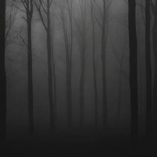 Fog iPhone wallpaper