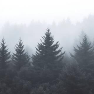 Fog iPhone wallpaper