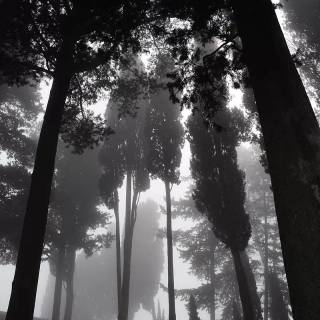 Fog iPhone wallpaper