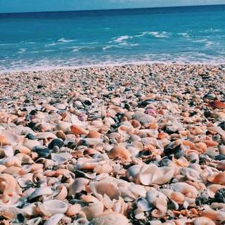 Preppy beach iPhone wallpaper