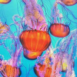 Orange blue iPhone wallpaper