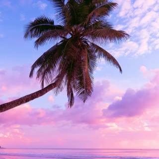 Aesthetic beach iPhone wallpaper