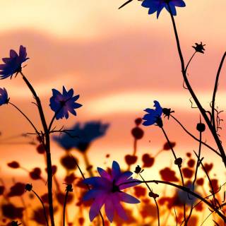 Sunset art phone wallpaper