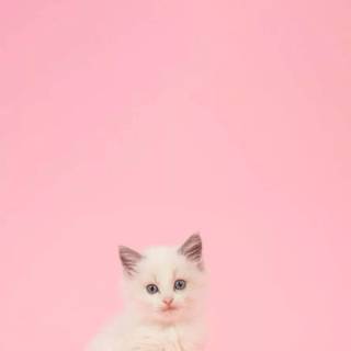 Cute kitten iPhone wallpaper