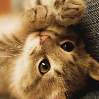 Cute kitten iPhone wallpaper