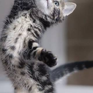 Cute kitten iPhone wallpaper