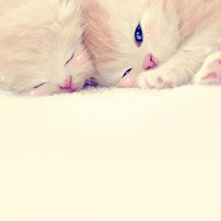 Cute kitten iPhone wallpaper